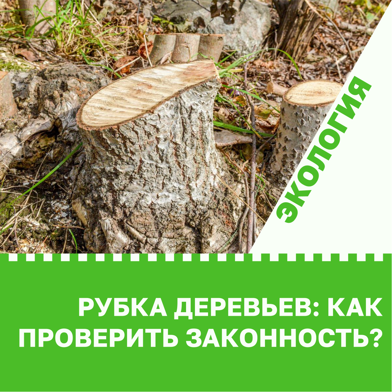 Рубка деревьев: как проверить законность?